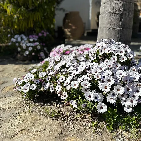 Διαμέρισμα Divers House *