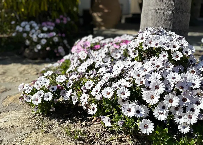 Appartement Divers House *